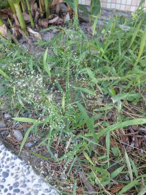 <a href="https://taieol.tw/muse/digi_object/3ffa3f911aef9a591707b1a26c8141cb" target="_blank">Eragrostis tenella／By：linyy／iNaturalist</a>