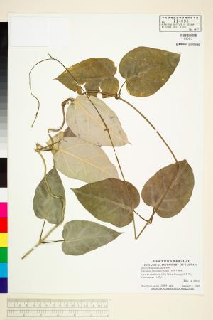 <a href="https://brmas.openmuseum.tw/muse/digi_object/a64d2a4d523b0ad5d07e5723541cb149" target="_blank">台灣牛彌菜／中央研究院生物多樣性研究博物館植物標本館 (HAST)</a>