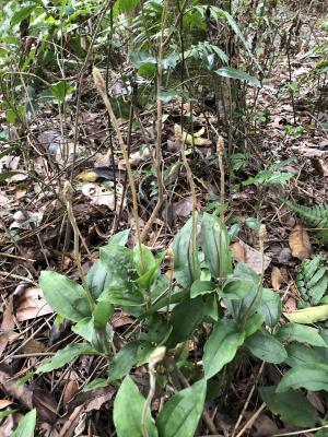<a href="https://taieol.tw/muse/digi_object/0fbd9ef6d384ccc22be6be34672a1007" target="_blank">小唇蘭／By：jodyhsieh／iNaturalist</a>