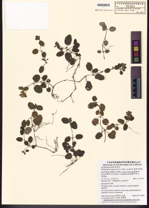 <a href="https://brmas.openmuseum.tw/muse/digi_object/a661a3939b7beab45ebab5cd6e9c7d4a" target="_blank">半插花屬／中央研究院生物多樣性研究博物館植物標本館 (HAST)</a>