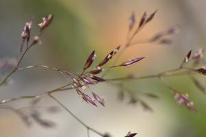 <a href="https://taieol.tw/muse/digi_object/6b5b01b71f4a5a7744412c6e86cf7c21" target="_blank">玉山翦股穎／By：mutolisp／iNaturalist</a>