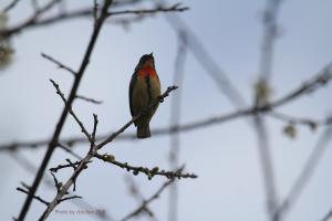 <a href="https://taieol.tw/muse/digi_object/c0a8dbf3230f38dc8bafb5d8e5b762ca" target="_blank">紅胸啄花／By：陳添財／臺灣物種名錄(TaiCOL)</a>