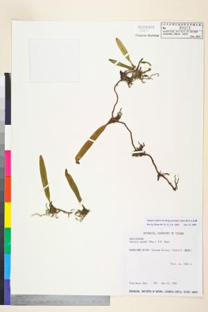 <a href="https://brmas.openmuseum.tw/muse/digi_object/a68d25048a4886516e74b89487a40479" target="_blank">綠花寶石蘭／中央研究院生物多樣性研究博物館植物標本館 (HAST)</a>