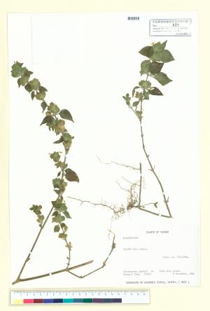 <a href="https://brmas.openmuseum.tw/muse/digi_object/a6a106e047f46c3fa9bf98d21c79ae5d" target="_blank">華九頭獅子草屬／中央研究院生物多樣性研究博物館植物標本館 (HAST)</a>