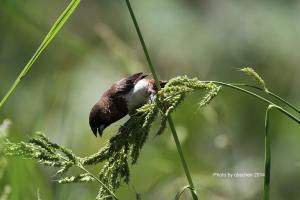 <a href="https://taieol.tw/muse/digi_object/89e3390d30aa113a6775152c379edb3c" target="_blank">白腰文鳥／By：陳添財／臺灣物種名錄(TaiCOL)</a>