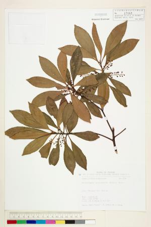 <a href="https://brmas.openmuseum.tw/muse/digi_object/a6dbef212c7d189f721df84f8a2874d0" target="_blank">杜英／中央研究院生物多樣性研究博物館植物標本館 (HAST)</a>