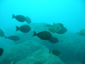 <a href="https://fishdb.sinica.edu.tw/muse/digi_object/0d87b8a9bb87ff3e52b0b91a24018918" target="_blank">Acanthurus dussumieri@fishdb-media-468／陳玉勳</a>