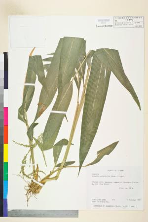 <a href="https://brmas.openmuseum.tw/muse/digi_object/a6f9a1cb60c6bc5cb037047610d8441b" target="_blank">棕葉狗尾草／中央研究院生物多樣性研究博物館植物標本館 (HAST)</a>