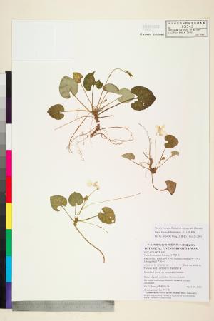 <a href="https://brmas.openmuseum.tw/muse/digi_object/a705d516a0cb09d983794432e174e24e" target="_blank">川上氏堇菜／中央研究院生物多樣性研究博物館植物標本館 (HAST)</a>