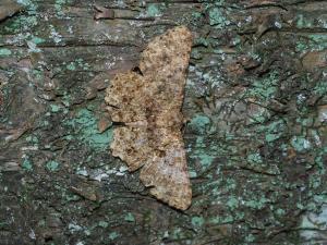 <a href="https://taieol.tw/muse/digi_object/a48d5d14af2caef11972143416b9be9c" target="_blank">Racotis boarmiaria／By：max822／iNaturalist</a>
