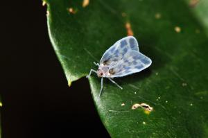 斑帛菱蠟蟬@ Borysthenes maculatus_台北陽明山