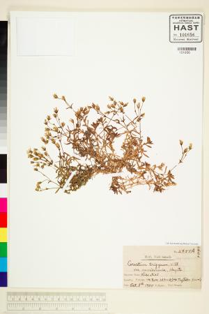 <a href="https://brmas.openmuseum.tw/muse/digi_object/a7158b26c0f6ff453f2f2920bdea9064" target="_blank">玉山卷耳／中央研究院生物多樣性研究博物館植物標本館 (HAST)</a>