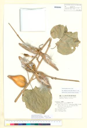 <a href="https://brmas.openmuseum.tw/muse/digi_object/a73cedb2f53d05062ff18a5c1099ddfc" target="_blank">台灣華他卡藤／中央研究院生物多樣性研究博物館植物標本館 (HAST)</a>