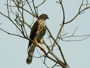 <a href="https://taieol.tw/muse/digi_object/fefb8ea7cfc5ecfc54439cdec80b575a" target="_blank">赤腹鷹／By：jungpiwu／iNaturalist</a>