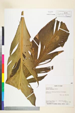 <a href="https://brmas.openmuseum.tw/muse/digi_object/a75ff17a1b1790987d178838dadf458c" target="_blank">烏來月桃（大輪月桃）／中央研究院生物多樣性研究博物館植物標本館 (HAST)</a>