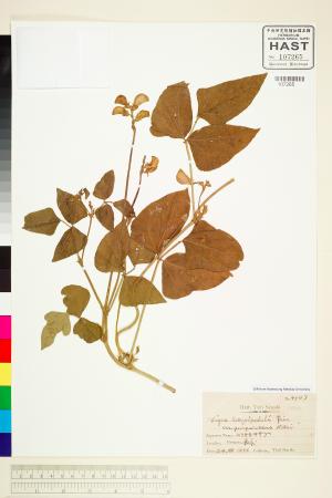 <a href="https://brmas.openmuseum.tw/muse/digi_object/a76d8a17c2554e2d6aba4003ec9a777a" target="_blank">紫花長豇豆／中央研究院生物多樣性研究博物館植物標本館 (HAST)</a>