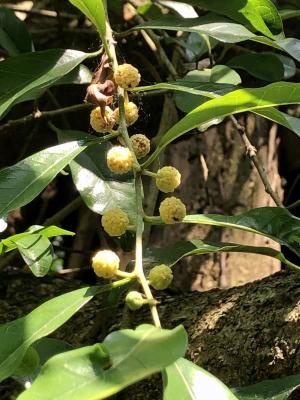 <a href="https://taieol.tw/muse/digi_object/f869f8958187c90a96f6f576eccfd7c4" target="_blank">柘樹／By：cocoweb／iNaturalist</a>