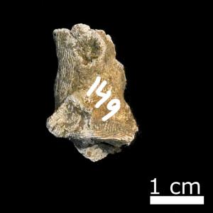 <a href="https://brmas.openmuseum.tw/muse/digi_object/71dc3de18812044500f9fbb4157dfb9f" target="_blank">Dendrophyllia sp.／中央研究院生物多樣性研究博物館動物標本館 (ASIZ)</a>
