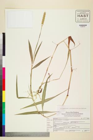 <a href="https://brmas.openmuseum.tw/muse/digi_object/a79f4b810d0d95c36ceb51fbe1055695" target="_blank">芒穗鴨嘴草／中央研究院生物多樣性研究博物館植物標本館 (HAST)</a>