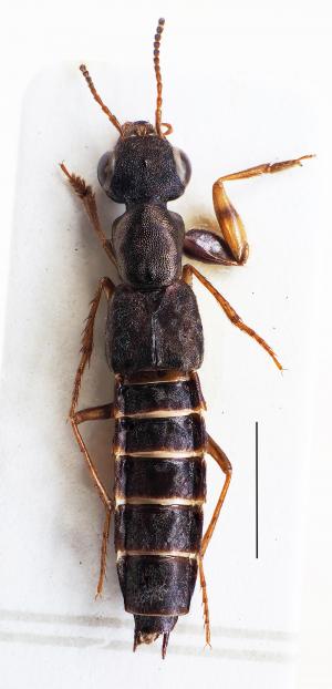 <a href="https://taieol.tw/muse/digi_object/595b4b61429ddfb830e4417f9368410d" target="_blank">Thoracostrongylus miyakei／By：胡芳碩／胡芳碩</a>
