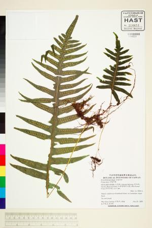 <a href="https://brmas.openmuseum.tw/muse/digi_object/a7a46d5943a972a5ef0855893740f2eb" target="_blank">水龍骨屬／中央研究院生物多樣性研究博物館植物標本館 (HAST)</a>