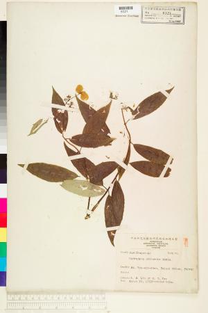 <a href="https://brmas.openmuseum.tw/muse/digi_object/a7aae51ef1bc054e24f5df8aaf1c06c4" target="_blank">華八仙／中央研究院生物多樣性研究博物館植物標本館 (HAST)</a>