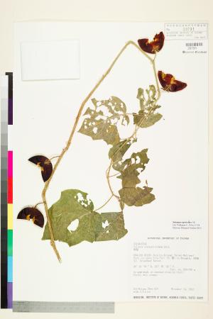 <a href="https://brmas.openmuseum.tw/muse/digi_object/a7b7d752a3b179f276122a2fd084c1d5" target="_blank">刺茄(牛茄子)／中央研究院生物多樣性研究博物館植物標本館 (HAST)</a>