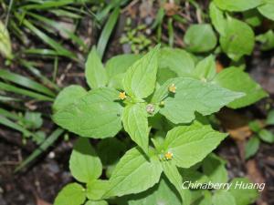 <a href="https://taieol.tw/muse/digi_object/c7b0751b4d0fbeac97af9cf58bbe0e10" target="_blank">小米菊／By：chinaberryhuang／iNaturalist</a>