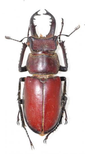 Lucanus kurosawai 黑澤(蓬萊)深山鍬形蟲