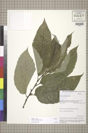 <a href="https://brmas.openmuseum.tw/muse/digi_object/a7fa0d82e6b5a8765eb2a5933076bde9" target="_blank">板栗／中央研究院生物多樣性研究博物館植物標本館 (HAST)</a>