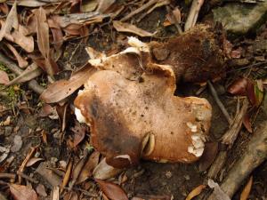 Paxillus atrotomentosus(黑毛樁菇)