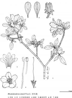 <a href="https://taieol.tw/muse/digi_object/ba7b0f4fcd88c1ac3da74824b2652726" target="_blank">唐杜鵑／By：金門植物誌／金門國家公園管理處</a>
