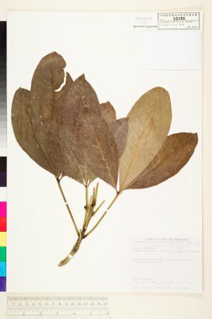 <a href="https://brmas.openmuseum.tw/muse/digi_object/a840278fb6149eea164cd9fee0d774c3" target="_blank">山刈葉／中央研究院生物多樣性研究博物館植物標本館 (HAST)</a>