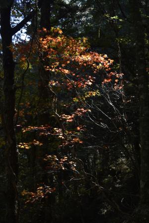 <a href="https://taieol.tw/muse/digi_object/2fad8f9cc19e96d58a10ee53e5416d2c" target="_blank">臺灣紅榨槭／By：tsaumuensis／iNaturalist</a>
