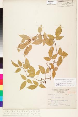 <a href="https://brmas.openmuseum.tw/muse/digi_object/a8552a6f6a71bb926166d1f717ae8d37" target="_blank">苗栗崖爬藤／中央研究院生物多樣性研究博物館植物標本館 (HAST)</a>