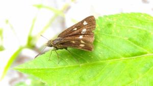 <a href="https://taieol.tw/muse/digi_object/51f9e2be5cecabd2c46112351980e4ed" target="_blank">黃星弄蝶／By：naturalist11079／iNaturalist</a>