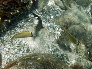 <a href="https://taieol.tw/muse/digi_object/55b6c83dba2007040b0cca86026b1ea9" target="_blank">胡麻斑蝴蝶魚／By：langzi／iNaturalist</a>