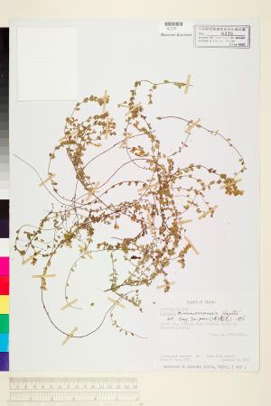 <a href="https://brmas.openmuseum.tw/muse/digi_object/a8906ab0c709571d5318e3b3ac2f5ec6" target="_blank">玉山小米草／中央研究院生物多樣性研究博物館植物標本館 (HAST)</a>