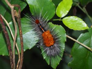 <a href="https://taieol.tw/muse/digi_object/fa5764c4ed91cc3b8b2382bdd04c00dd" target="_blank">Ilema kosemponica／By：max822／iNaturalist</a>