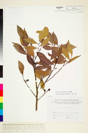 <a href="https://brmas.openmuseum.tw/muse/digi_object/a892eeed626b1bb0fe14b4a591a42e37" target="_blank">香葉樹／中央研究院生物多樣性研究博物館植物標本館 (HAST)</a>