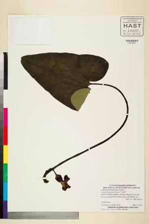 <a href="https://brmas.openmuseum.tw/muse/digi_object/a89c218558548e8899e448ffce19cd8e" target="_blank">下花細辛／中央研究院生物多樣性研究博物館植物標本館 (HAST)</a>