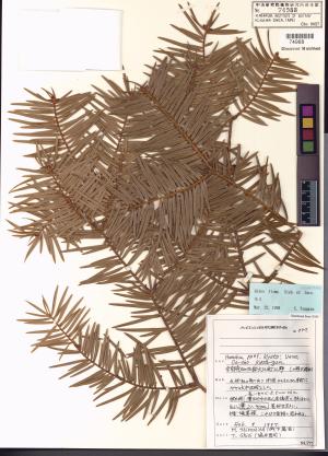 <a href="https://brmas.openmuseum.tw/muse/digi_object/a89ed9a039be5d7208835dc0b8d56951" target="_blank">日本冷杉／中央研究院生物多樣性研究博物館植物標本館 (HAST)</a>