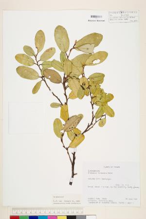<a href="https://brmas.openmuseum.tw/muse/digi_object/a89fa86d828603658c65ae4fd0190e31" target="_blank">台灣胡頹子／中央研究院生物多樣性研究博物館植物標本館 (HAST)</a>