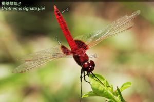 <a href="https://taieol.tw/muse/digi_object/1a085c9b3a3d8a854d8558768ef14b81" target="_blank">褐基蜻蜓臺灣亞種／By：曹美華／台灣蜻蜓網路圖鑑The Dragonflies of Taiwan</a>