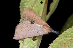 <a href="https://taieol.tw/muse/digi_object/4d021ae0ecedc65bb304855dd237a056" target="_blank">Hypena strigatus／By：吳士緯／臺灣物種名錄(TaiCOL)</a>