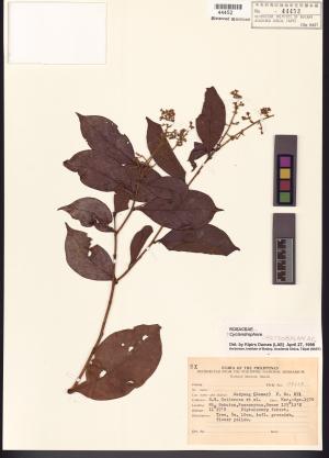 <a href="https://brmas.openmuseum.tw/muse/digi_object/a8b16558eb0da2dba7b86fa77789291a" target="_blank">薔薇科／中央研究院生物多樣性研究博物館植物標本館 (HAST)</a>