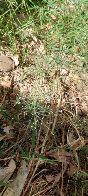 <a href="https://taieol.tw/muse/digi_object/a5b5a70642c9542744e3c3405da53dea" target="_blank">Eragrostis tenella／By：augustwa／iNaturalist</a>