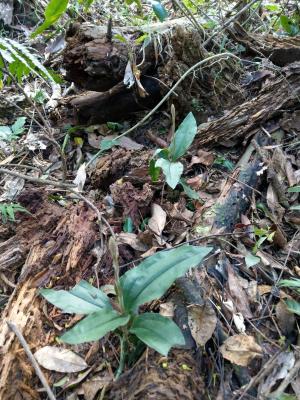 <a href="https://taieol.tw/muse/digi_object/ea700040e08679f72d36ae44c197cf72" target="_blank">小唇蘭／By：naturalist14740／iNaturalist</a>