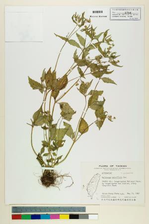 <a href="https://brmas.openmuseum.tw/muse/digi_object/a8cc48126a444112b3190dcf8ffda071" target="_blank">粗毛小米菊／中央研究院生物多樣性研究博物館植物標本館 (HAST)</a>