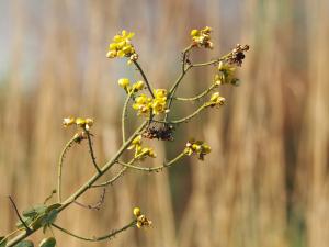 <a href="https://taieol.tw/muse/digi_object/e5fe730d82cbe2cba5bb7993333d535d" target="_blank">鐵刀木／By：leaf0605／iNaturalist</a>